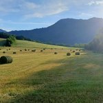 GAEC du Banc du Peyron - GAEC du Banc du Peyron